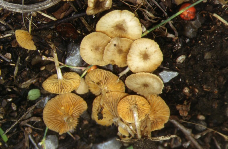 Funghi gregari....